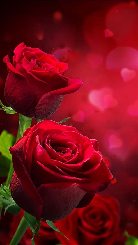 beautiful love rose wallpaper